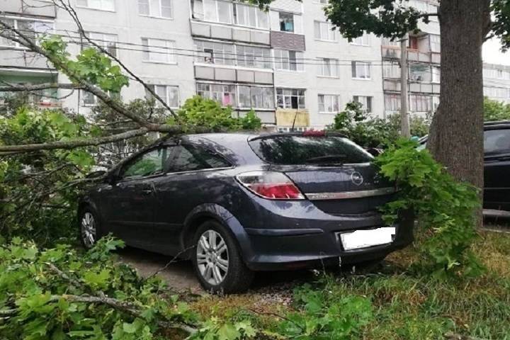 Дерево рухнуло на автомобили в городском круге Серпухов