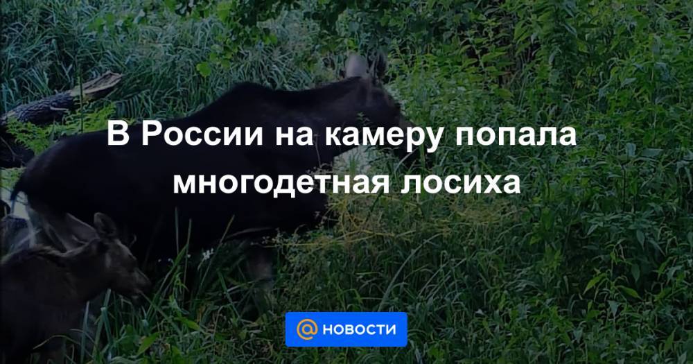 В России на камеру попала многодетная лосиха