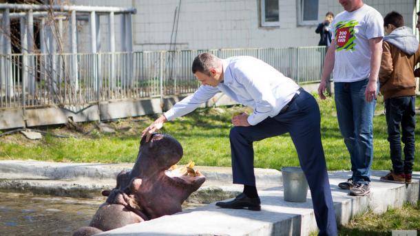 Кличко покормил арбузами слона и бегемота в киевском зоопарке. ВИДЕО