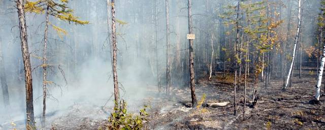 Близ поселка Кысыл-Сыр в Якутии действует лесной пожар