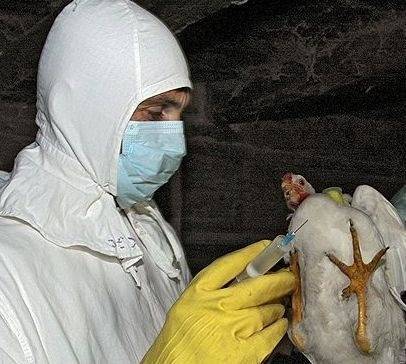 В двух районах Тюменской области выявлен птичий грипп. Моор ввел карантин