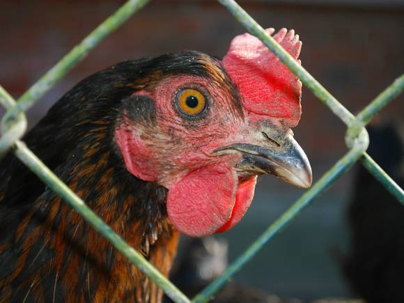 В Тюменской области выявили очаг птичьего гриппа