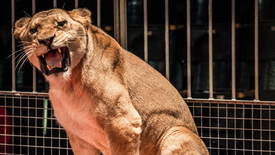 Две львицы в ЮАР убили спасшего их хозяина