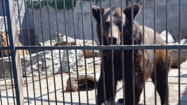 4 спасенные медведя с Покровского "зоопарка смерти" поедут на Закарпатье и Львовщину