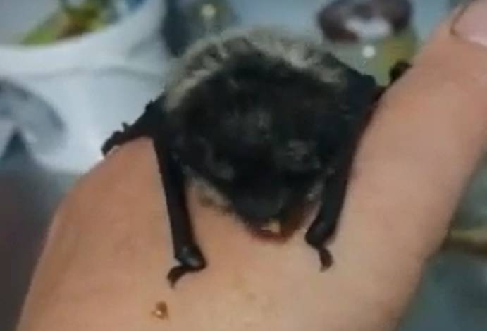 Видео: в центре помощи диким животным «Велес» появилась летучая мышь