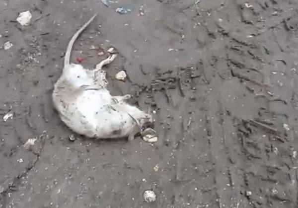Рязанка пожаловалась на полчища крыс во дворе дома