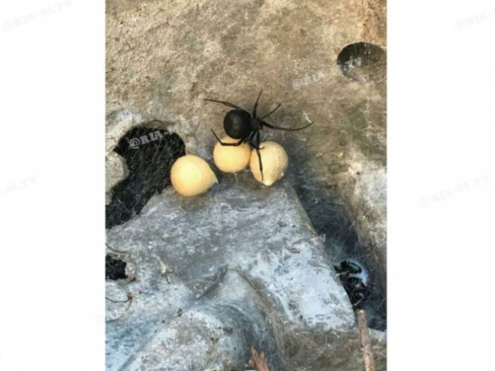 В Мелитополе во дворе частного дома обнаружили гнездо паука каракурта