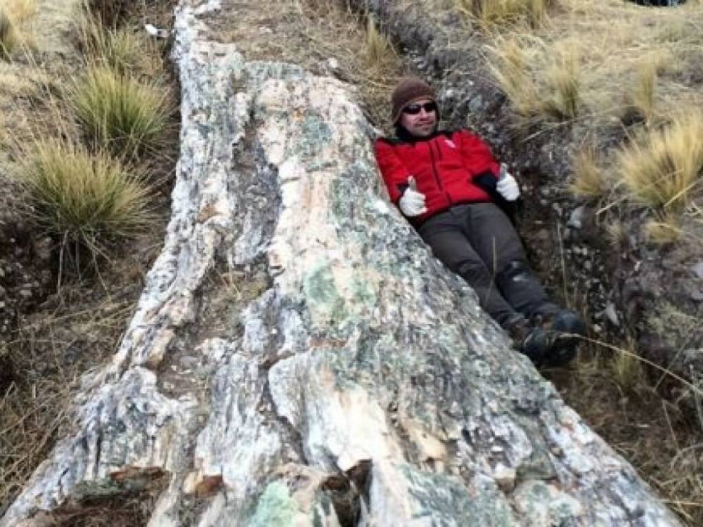 Ученые нашли 30-метровое дерево возрастом 10 миллионов лет