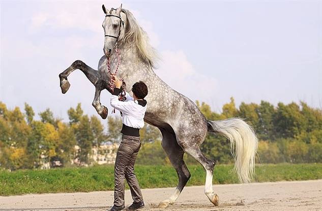 Орловский рысак: Лучшая в мире порода лошадей создана русскими из-за плохих дорог (7 фото)