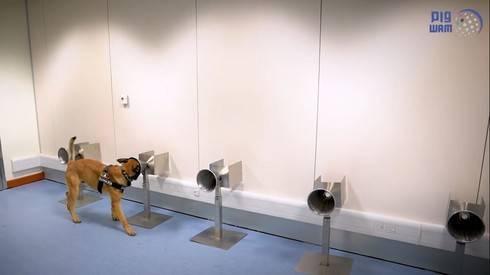 Только в аэропорту Дубая: больных коронавирусом вычисляют с помощью собак