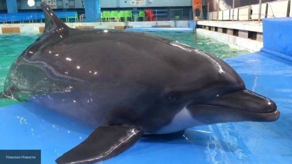 Ребенок с ДЦП скончался в дельфинарии Краснодарского края