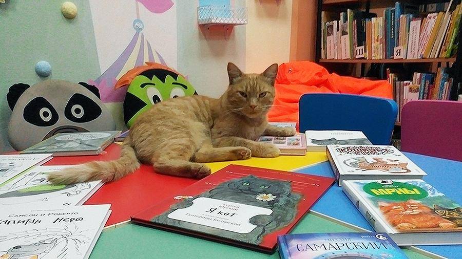 В Тверской области начали розыск убийц кота-библиотекаря
