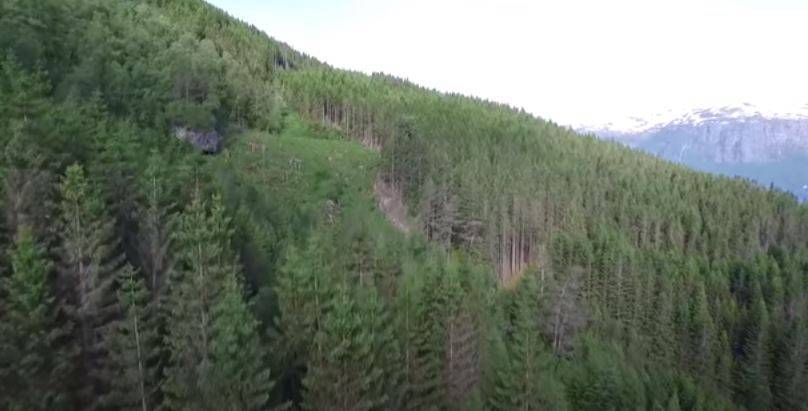 Госэкоинспекция через суд смогла остановить вырубку леса: Андрей Малеваный рассказал детали