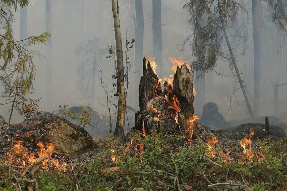 В Башкирии за сутки возникло четыре природных пожара