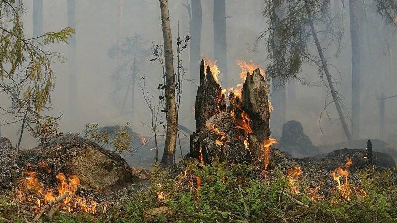 В Башкирии за сутки зафиксировали четыре лесных пожара