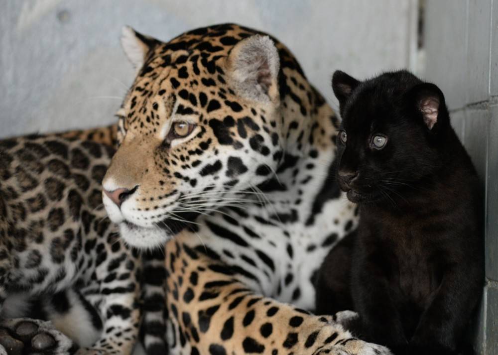 У пары ягуаров в Липецком зоопарке родились сразу три детеныша