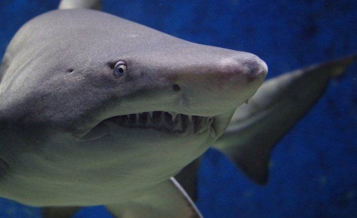 Жителя Флориды, пережившего нападение аллигатора, искусала акула