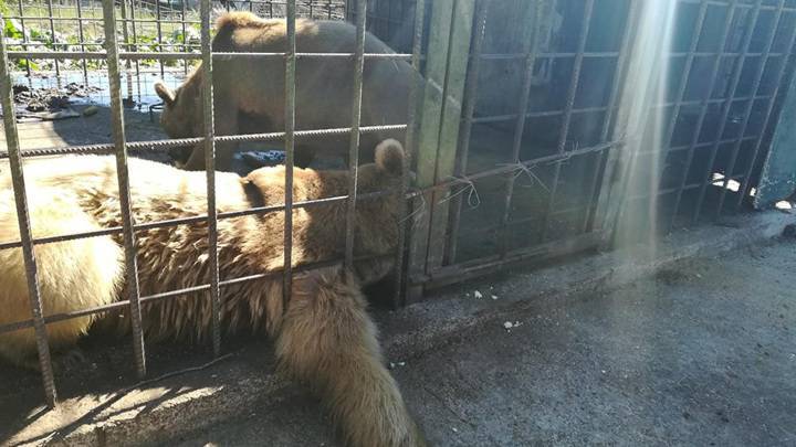 "Медведи могли напасть из страха": Запашный о трагедии с ребенком в Сочи