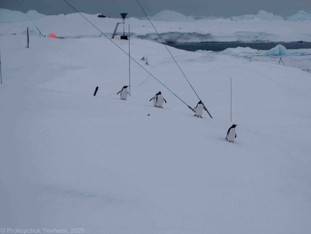 На украинскую станцию "Академик Вернадский" в Антарктиде неожиданно для этого сезона вернулись пингвины
