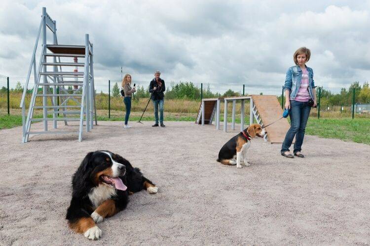 Грязное дело: в РФ нашли способ приучить людей убирать за собаками на улице