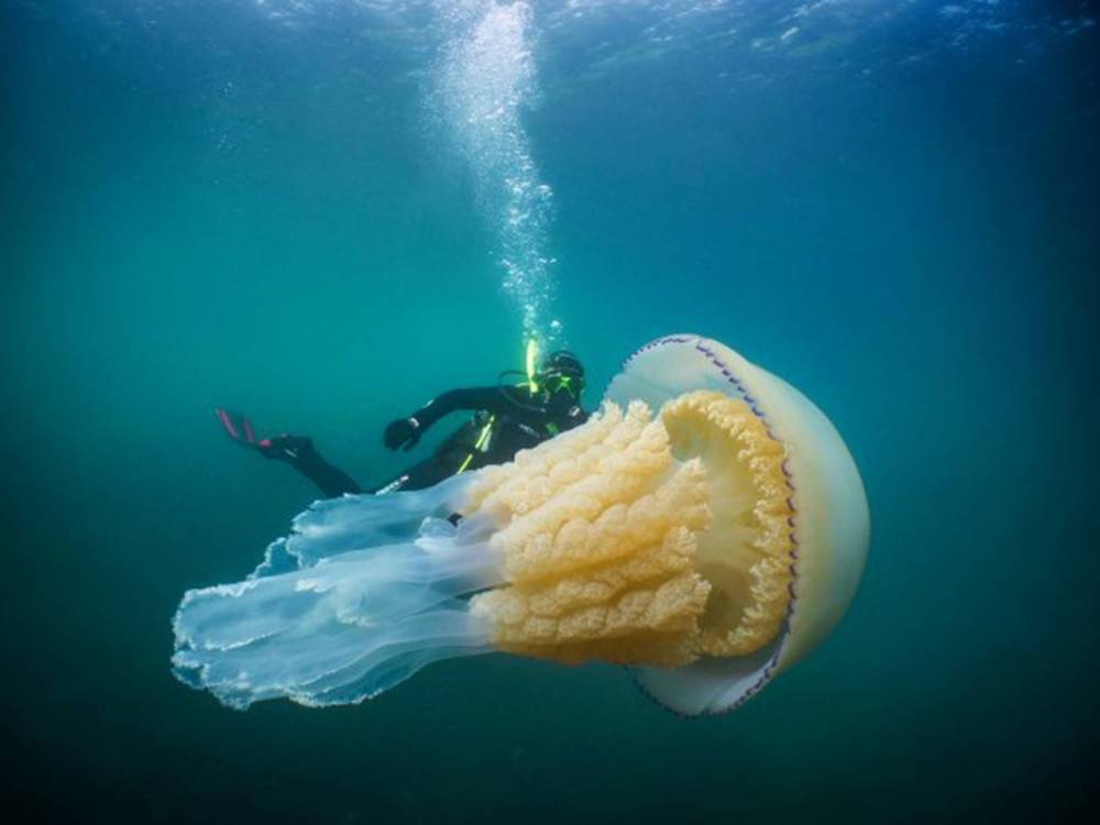 Тысячи ядовитых медуз заполонили пляжи