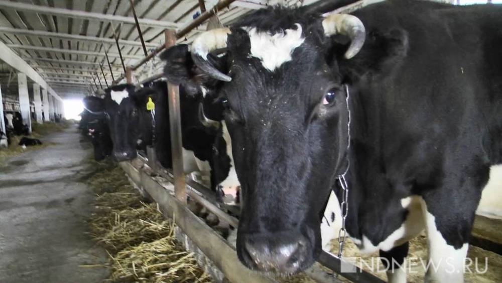 Жителям Курганской области на льготных условиях раздадут молочных коров