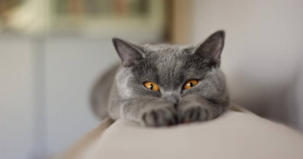 Названы самые популярные среди россиян породы кошек