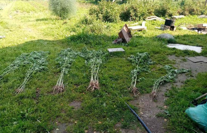 Жителя Тверской области задержали за выращивание конопли