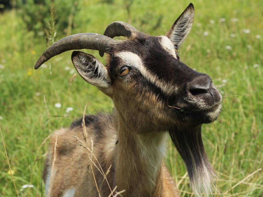 Вороватая коза была поймана с поличным за поеданием соседской почты