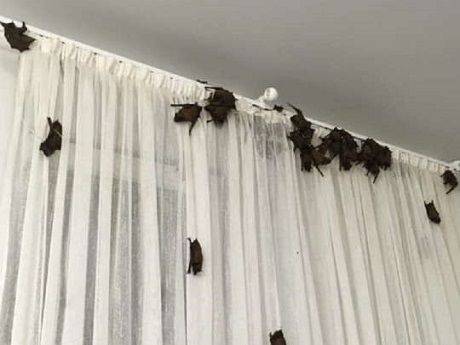 Курьез: офис в Харькове оккупировали сотни летучих мышей (ФОТО)