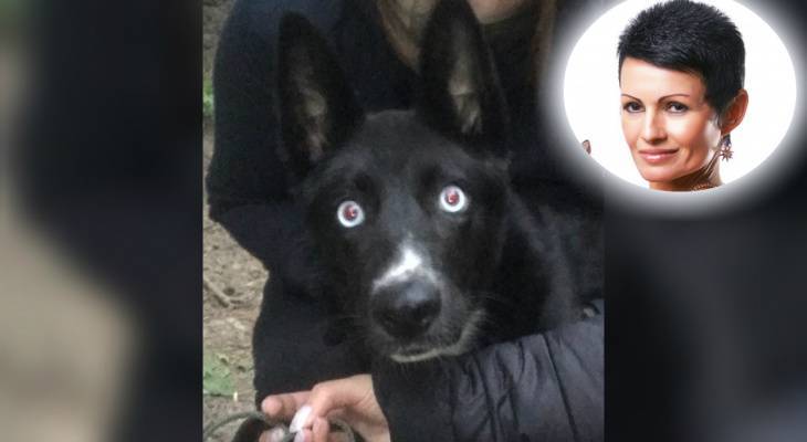 "В глазу лопнул сосуд": ярославский водитель два раза проехался по собаке