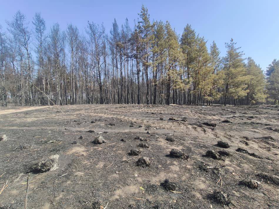 Лесные пожары в Харьковской области. Пожарные обнаружили два места поджога
