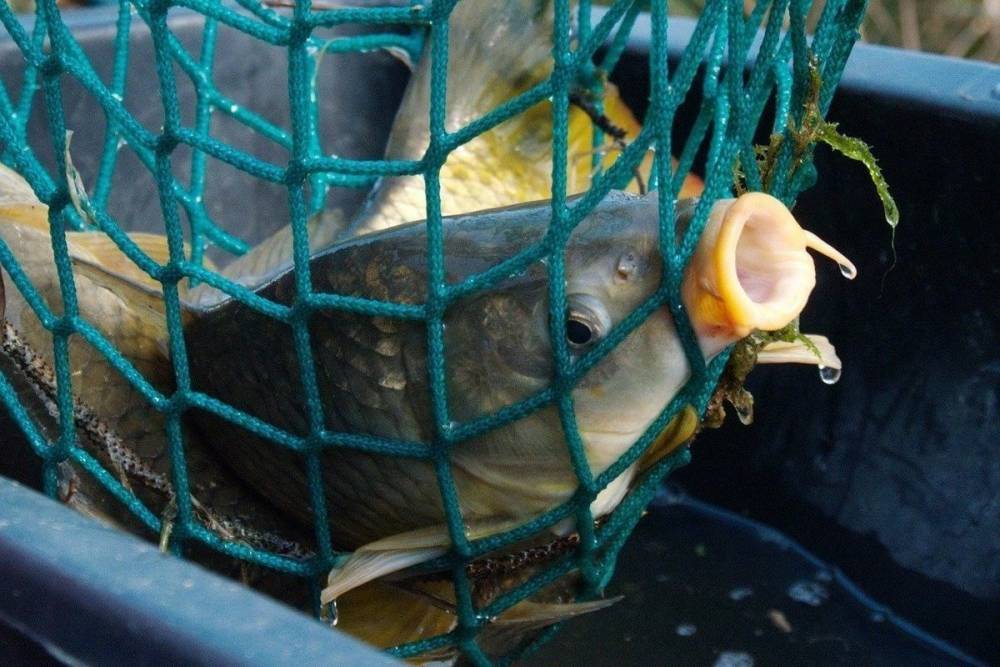 Браконьера из Башкирии осудили за ловлю нерестовой рыбы сетью