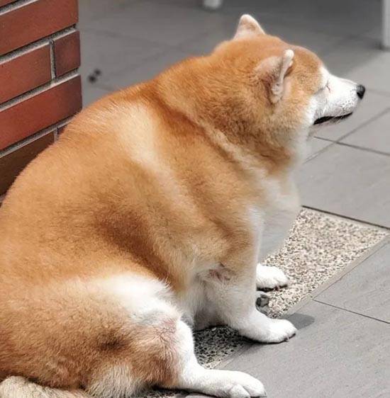 Напоминающая сумоиста упитанная собака из Китая прославилась на весь мир