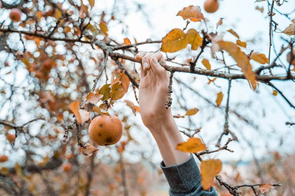Уход за яблоней осенью – советы по правильной подготовке дерева к зиме