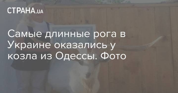 Самые длинные рога в Украине оказались у козла из Одессы. Фото