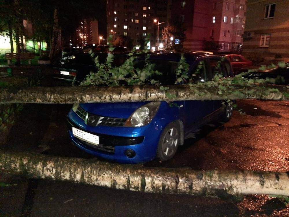 Два авто оказались придавлены деревом, поваленным штормом в Петербурге