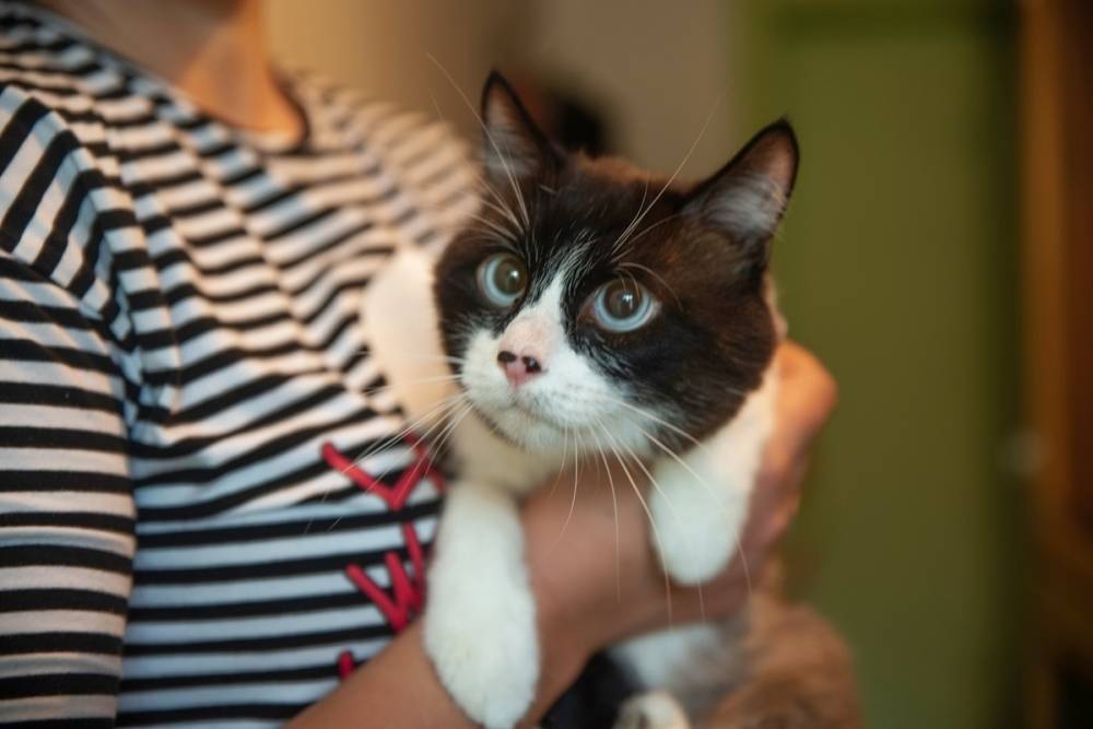 “У него же лапки”: кот в Новосибирске ищет человека для Instagram