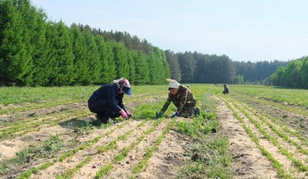Акция "Сохраним лес": На Среднем Урале высадят более 300 тысяч деревьев