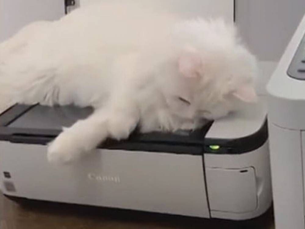 Пользователей Сети позабавили снимки отсканированной кошки