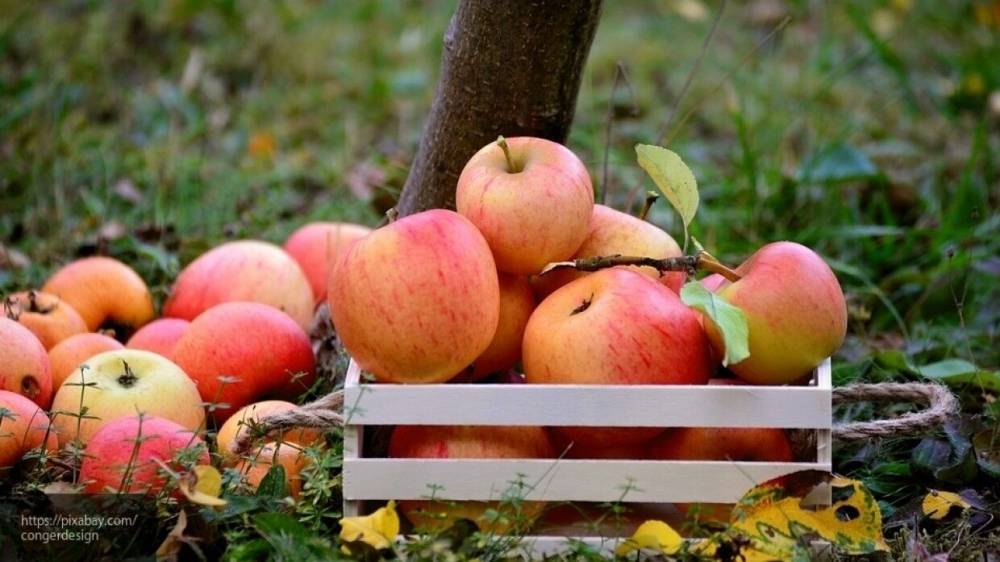 Китайский врач рассказал, с чем нельзя есть яблоки