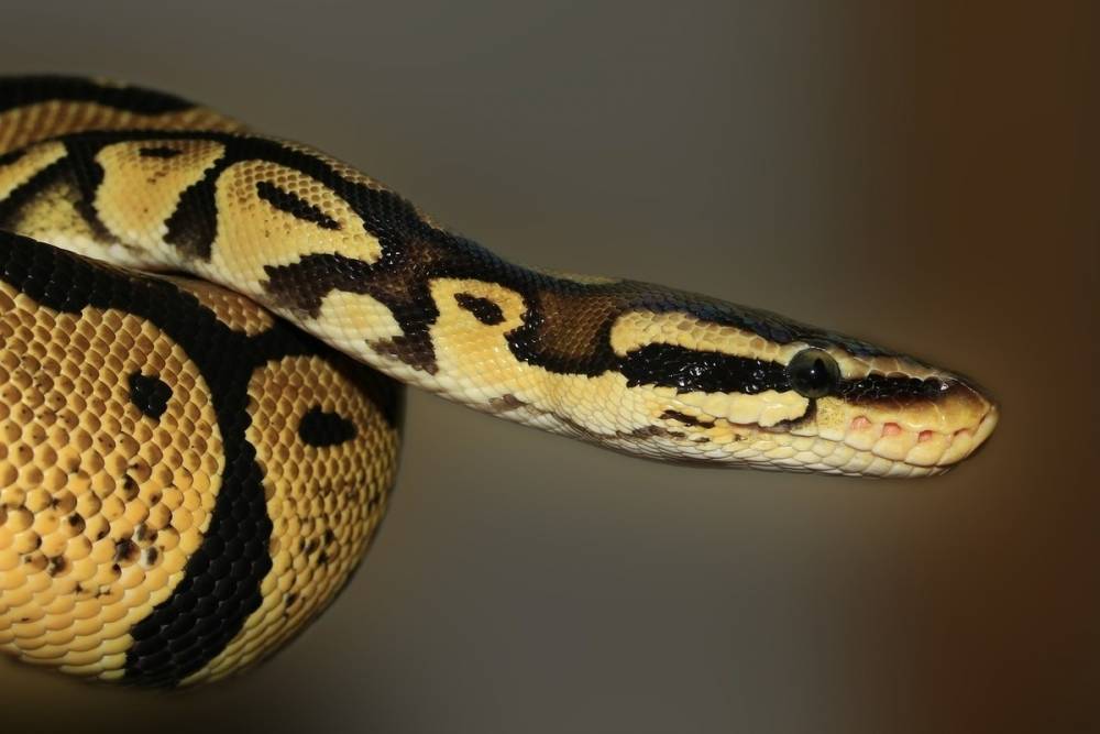 Змея отложила яйца спустя 30 лет после встречи с самцом