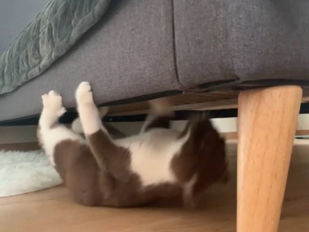 Забавный ролик из Сети: проворная кошка научилась ползать на спине и удивила Сеть