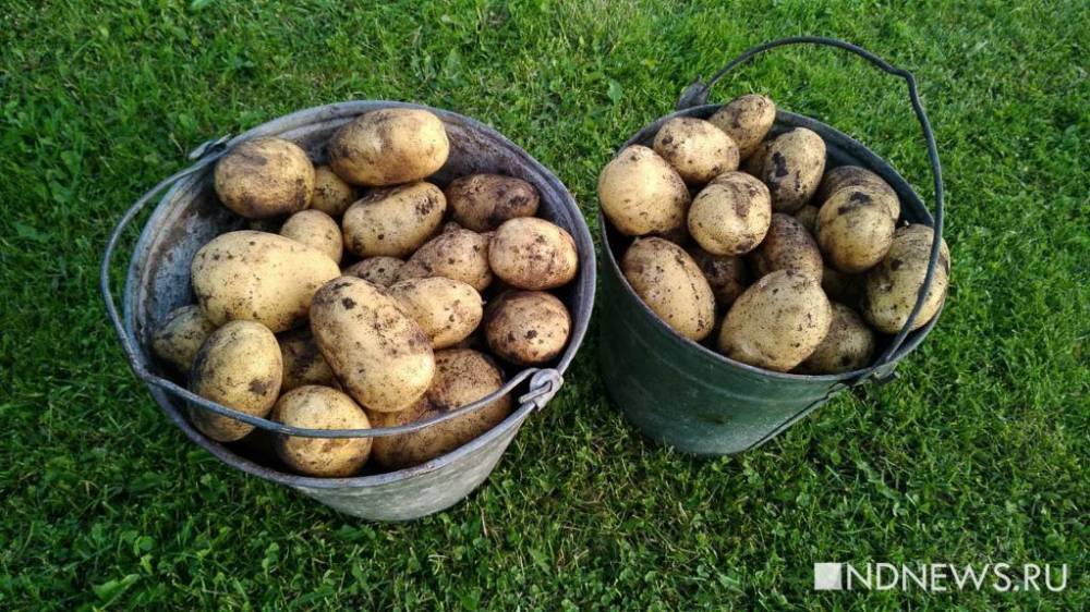 Россия вошла в тройку главных экспортёров картофеля на Украину