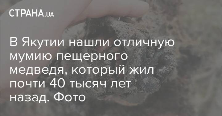 В Якутии нашли отличную мумию пещерного медведя, который жил почти 40 тысяч лет назад. Фото