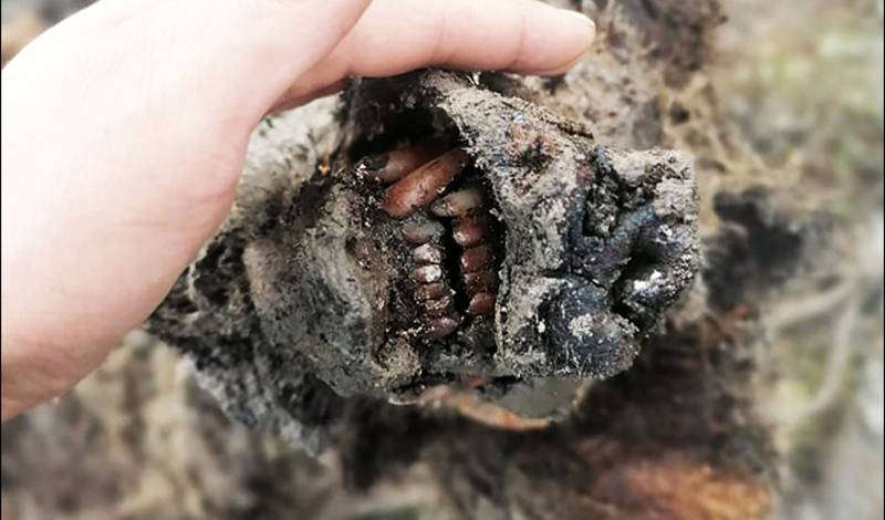 В Якутии нашли мумию вымершего пещерного медведя