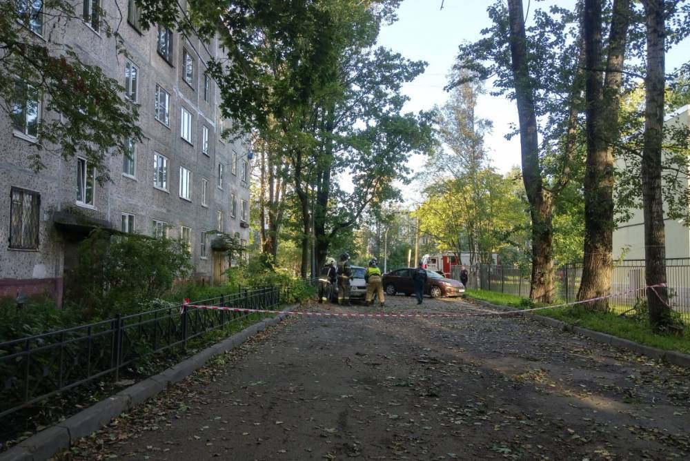 Петербуржцы сообщили об опасности падения дерева у «Пролетарской»