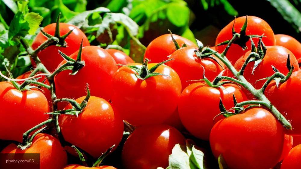 Китайский блогер рассказал, как получить от помидоров максимум пользы