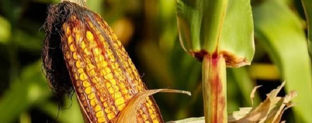 В Псковской области приступили к уборке кормовой кукурузы