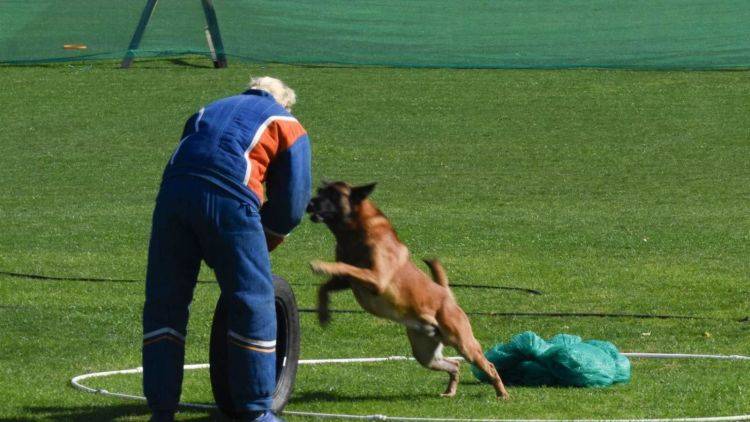 Доверие хозяину и ловкость - в Крыму состязались собаки со всей России